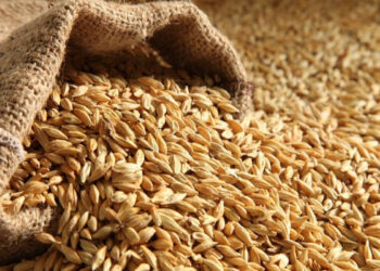 Macarıstan Ukraynadan buğda idxalını bərpa etməyəcək