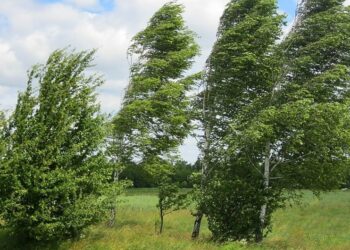 Küləkli hava bu tarixədək davam edəcək