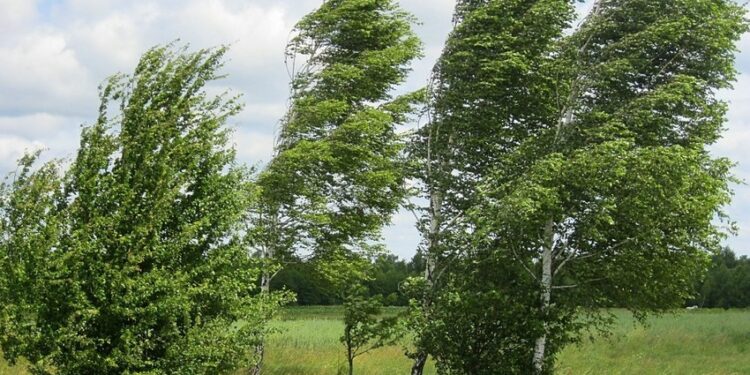 Küləkli hava bu tarixədək davam edəcək