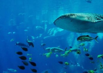 Obyektdə akvaryum partladı, 1 ton su dağıldı – Zəlzələnin fəsadı – VİDEO