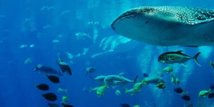 Obyektdə akvaryum partladı, 1 ton su dağıldı - Zəlzələnin fəsadı - VİDEO