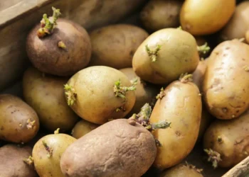 Alma ilə kartofları daha uzun müddət qoruyun