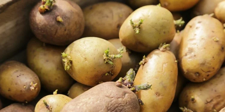 Alma ilə kartofları daha uzun müddət qoruyun