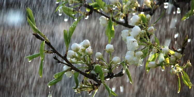 Sabah yağış yağacaq - PROQNOZ