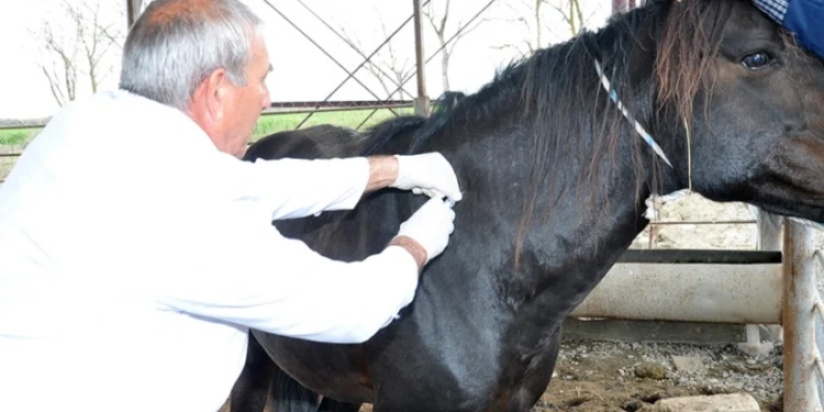 Hesablama Palatası: Peyvəndlənmiş heyvanların sayı artıq göstərilib