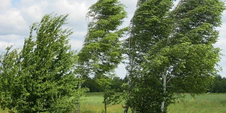 Bakıda güclü külək ağacın budağını sındıraraq yola aşırıb