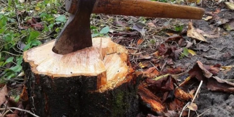 Oğuzda ağac kəsiminə görə cinayət işi başlanılıb