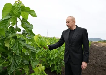 Prezident Xocalının Daşbulaq kəndində – FOTOLAR