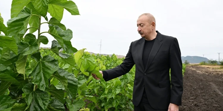 Prezident Xocalının Daşbulaq kəndində - FOTOLAR