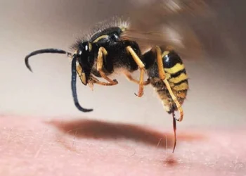 İsmayıllıda 61 yaşlı kişi arı sancması nəticəsində ölüb