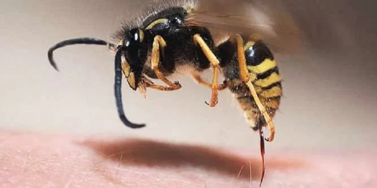 İsmayıllıda 61 yaşlı kişi arı sancması nəticəsində ölüb