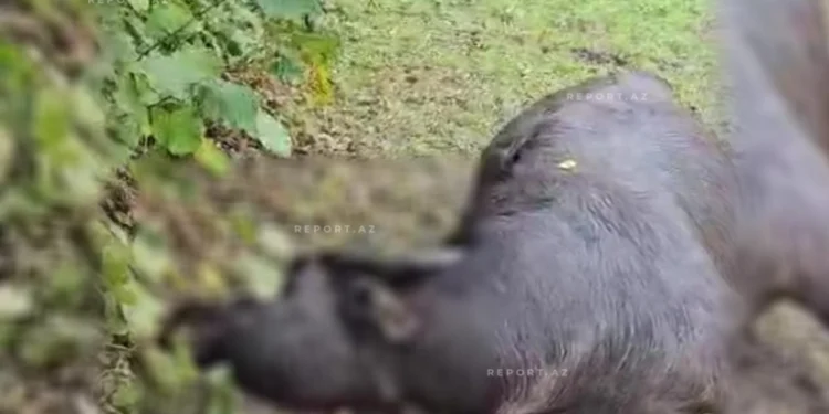 Qubada ayılar kəndə hücum edib