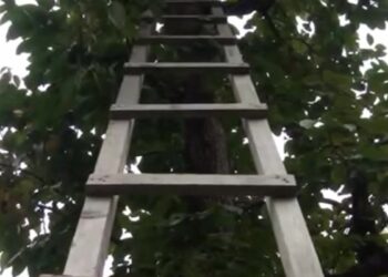 Qaxda kişi qoz ağacından yıxılaraq ölüb