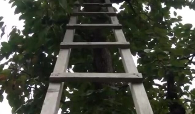 Qaxda kişi qoz ağacından yıxılaraq ölüb