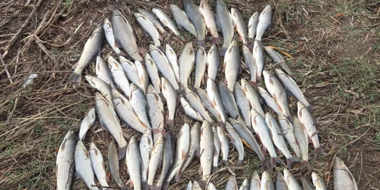 Mingəçevir su anbarında və Kür çayında qanunsuz balıq ovu aşkarlanıb