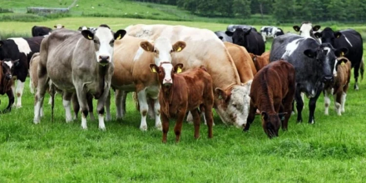 17 min manatlıq mal-qara oğurlayan şəxslər saxlanılıb