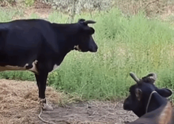 Bu qəsəbədə bütün heyvanlar xəstədir – VİDEO