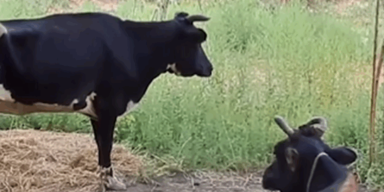 Bu qəsəbədə bütün heyvanlar xəstədir - VİDEO