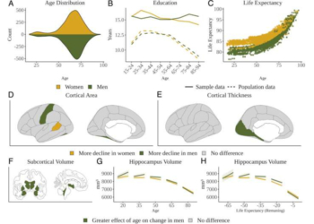 Kişilərdə beyin qocalması qadınlardan daha sürətlidir 