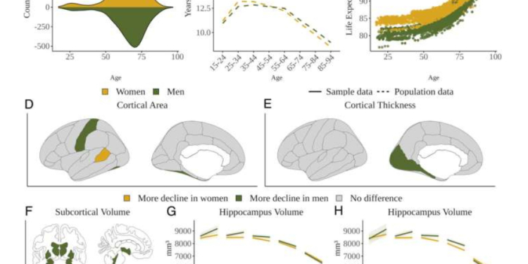 Kişilərdə beyin qocalması qadınlardan daha sürətlidir