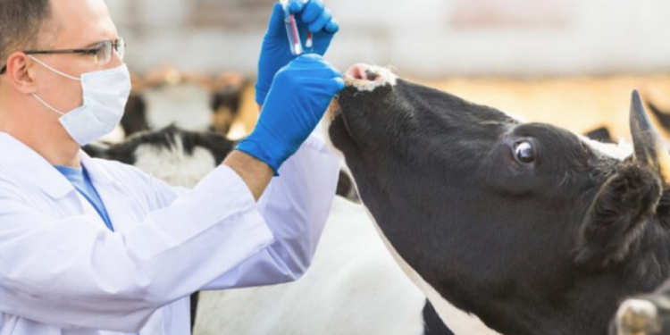 Dabaq xəstəliyi yeməklə insana keçə bilər? - Rəsmi açıqlama 