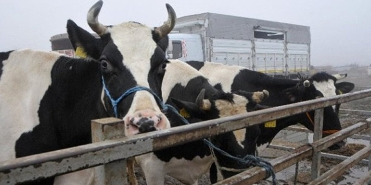Azərbaycanda heyvan bazarları bağlanır - Rəsmi