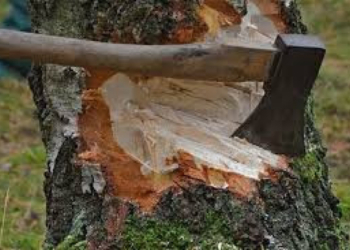 Bakıda ağacların kəsilməsi faktı üzrə 4 nəfər saxlanılıb