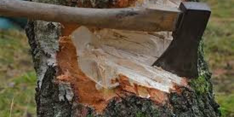 Bakıda ağacların kəsilməsi faktı üzrə 4 nəfər saxlanılıb