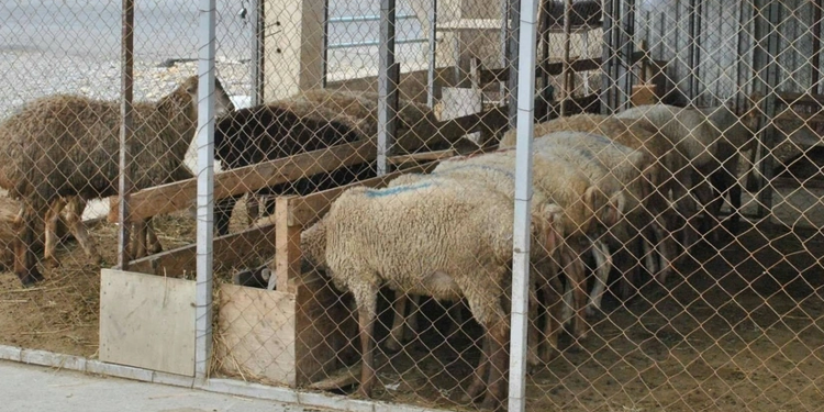 Azərbaycandakı heyvan bazarlarında məhdudiyyətlər tətbiq ediləcək