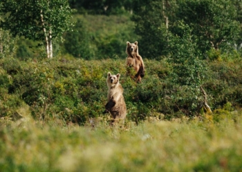 Ayı ovçulara hücum edib: 1 yaralı