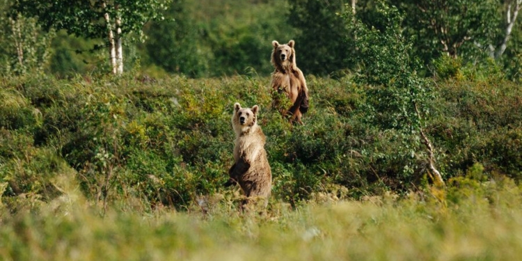 Ayı ovçulara hücum edib: 1 yaralı