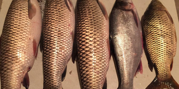 “Balıqlara yem əvəzinə insan nəcisi verilir” - Azərbaycanda tükürpədici biznes