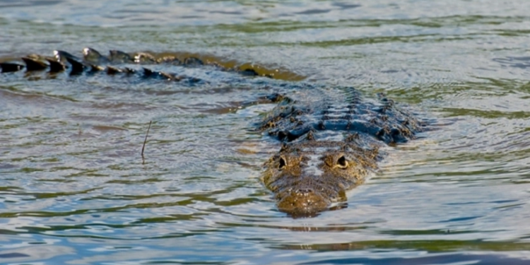 Timsahlarla dolu çay yarış üçün yararlı hesab edilib
