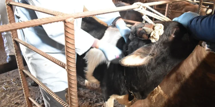 Cəlilabadda dabaq xəstəliyi yayılıb