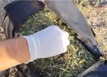 Qubada əməliyyat – 8 kq narkotik vasitə aşkarlanıb