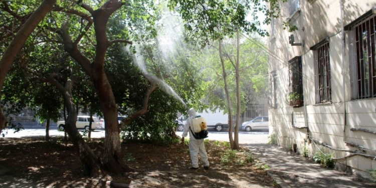 Bakının bəzi hissələrində tut ağaclarını qurd basıb