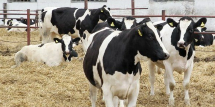 Astarada heyvanlar arasında dabaq xəstəliyi yayılıb