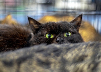 Yeni Zelandiya 2050-ci ilə qədər 2,5 milyon pişiyi öldürəcək