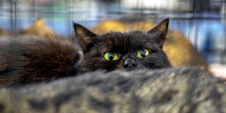 Yeni Zelandiya 2050-ci ilə qədər 2,5 milyon pişiyi öldürəcək 