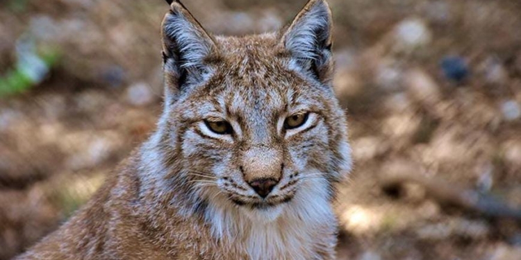 Zooparka aparılan vaşaq bir saat sonra öldü