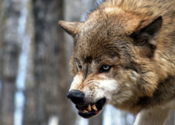 Kürdəmirdə canavarlar daha kəndə hücum edib – 13 baş qoyun tələf olub