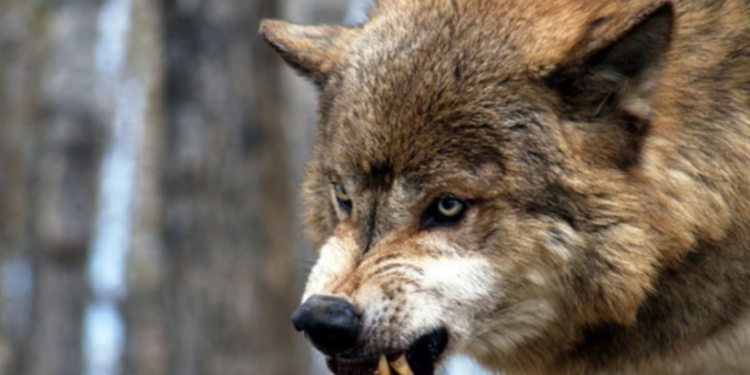 Kürdəmirdə canavarlar daha kəndə hücum edib - 13 baş qoyun tələf olub