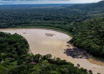 “Soya qadağasının ləğvi fəlakətli ola bilər” – Amazona xəbərdarlıq