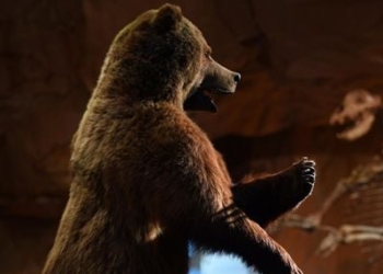 Rusiyada 6 milyon il əvvəl yaşamış nəhəng ayı növü tapılıb