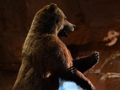 Rusiyada 6 milyon il əvvəl yaşamış nəhəng ayı növü tapılıb