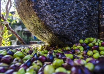 Türkiyənin məşhur zeytun yığımına qoşulun – bu mövsümi təcrübəni qaçırmayın! – FOTOLAR