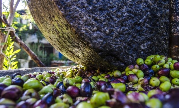 Türkiyənin məşhur zeytun yığımına qoşulun – bu mövsümi təcrübəni qaçırmayın! – FOTOLAR