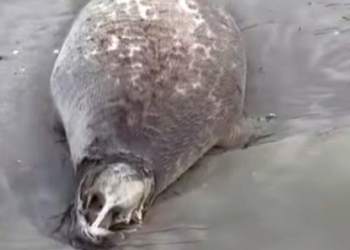 Xəzərdə 322 ölü suiti tapılıb