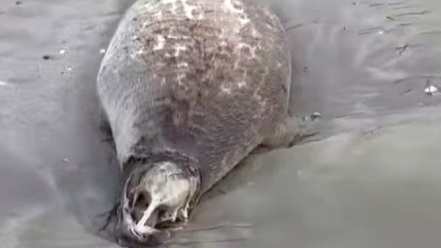 Xəzərdə 322 ölü suiti tapılıb