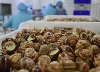 90 min avroluq ilbizlər oğurlanıb